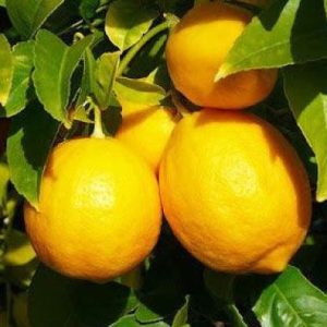 CITRUS Lemon/ Suurlemoen Genoa