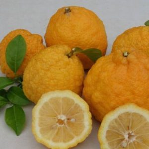 CITRUS Lemon Rough skin / Suurlemoen Growweskil