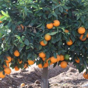 CITRUS Navel Orange /Nawel Bahianinha