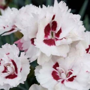 Dianthus Coconut Sundae