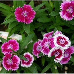 Dianthus ‘Malanseuns Violet Picotee'