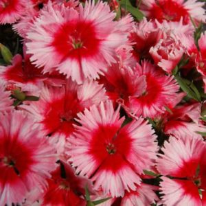 Dianthus 'Malanseuns Scarlet Picotee'