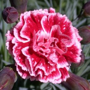 Dianthus x allwoodii Sugar Plum