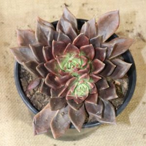 Living Gift Echeveria ‘Black Prince’