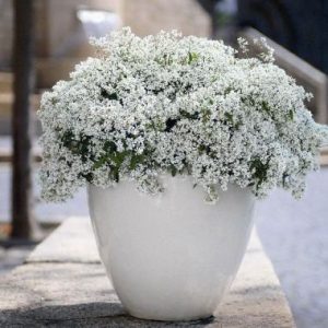 Euphorbia Diamond Star