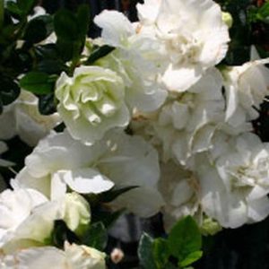 Rhododendron indicum Lady