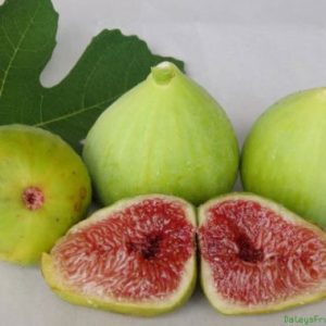 Vye / Figs ‘White Genoa’