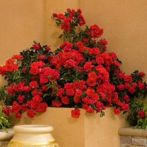 Flower Carpet ® Scarlet