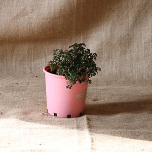 Flower Carpet ® Pink