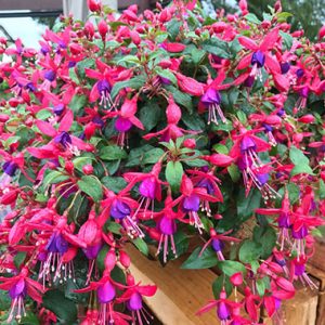 Fuchsia Sun Kisses ™ Electric Lights™