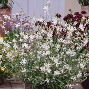 Gaura Jingle Bells ®