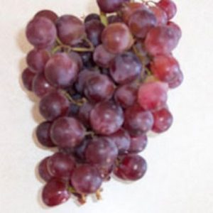 Grapes / Druiwe Catawba