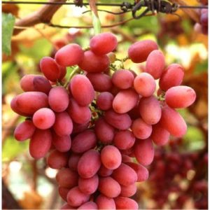 Grapes / Druiwe Crimson