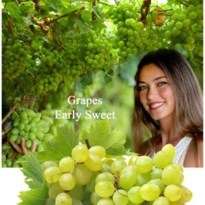 Grapes / Druiwe Early Sweet