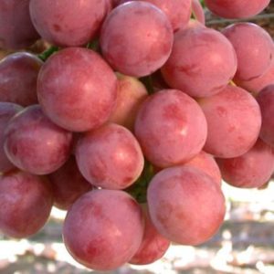 Grapes / Druiwe Red Globe