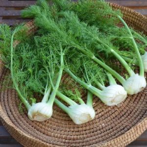 Fennel