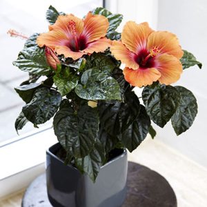 Hibiscus Poisedon
