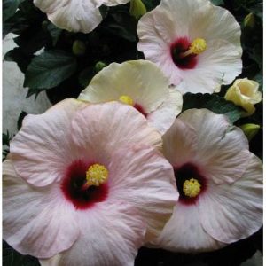 Hibiscus Adonicus Pearl