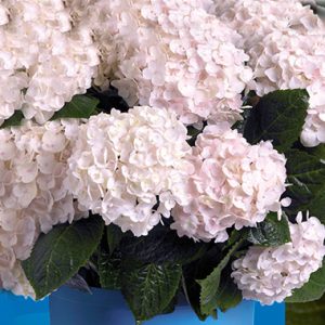 Hydrangea Endless Summer ® Blushing Bride TM