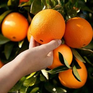 CITRUS Navel Orange /Nawel Palmer