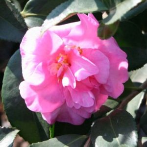 Camellia sasanqua ‘Jennifer Susan’