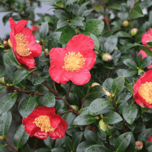 Camellia sasanqua Yuletide