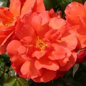 Legacy of Bellavista