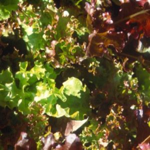 Lettuce Mixed / Blaarslaai Gemeng