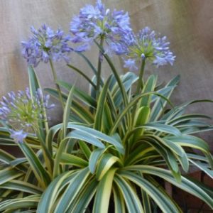Agapanthus Blue Velvet ®
