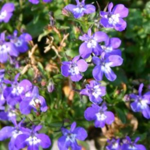 Lobelia 'Malanseuns Blue Ice'