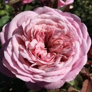 Madre Tierra DELludromo(P)