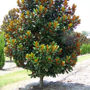 Magnolia grandiflora ‘D D Blanchard’