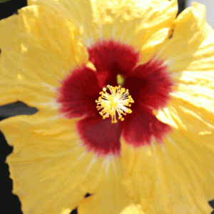 Hibiscus Xanthe