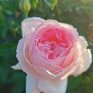 Marshmallow PanarosaTM DELludrage(P)