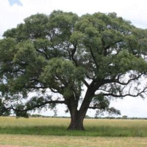Marula / Maroela