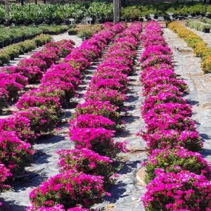 Vygie 'Neon Surprise'