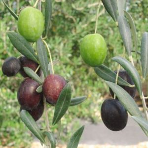 Olive / Olyf ‘Manzanillo’