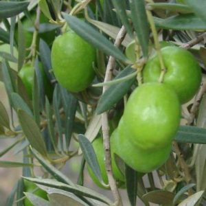 Olive / Olyf ‘Spanish Queen’