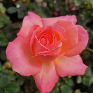 Pauli Marie LUDgarhothe(P)