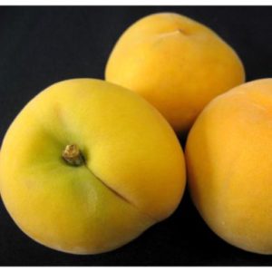 Peach / Perske Oom Sarel (Prunus Persica)