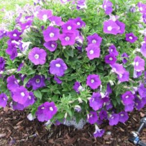 Petunia Surfinia ® Impulz Amethyst