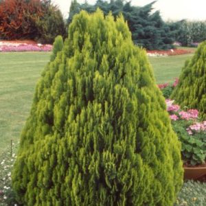 Platycladus  ‘Aurea Nana Compacta’