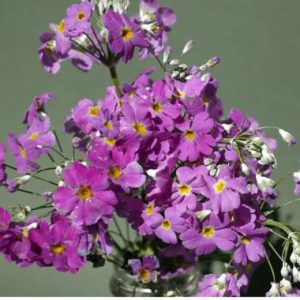 Primula Malacoides 'Malanseuns Lavender'
