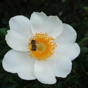 Rosa Bracteata McCartney