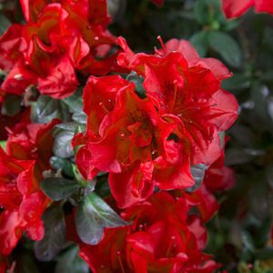 Rhododendron x Encore ® Autumn Fire