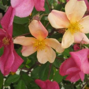 Rosa Chinensis Mutabilis
