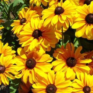 Rudbeckia Hirta 'Tiger Eye' ®