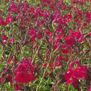 Salvia Carmine
