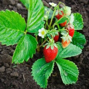 Fragaria X Ananassa