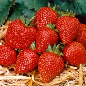 Strawberry / Aarbei Elan F1